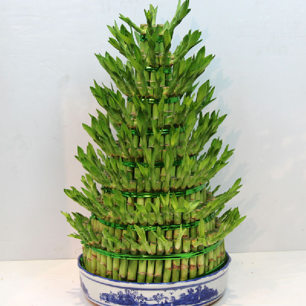 開(kāi)運(yùn)竹